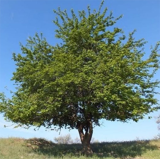 Vivaio Bianchini Monterotondo