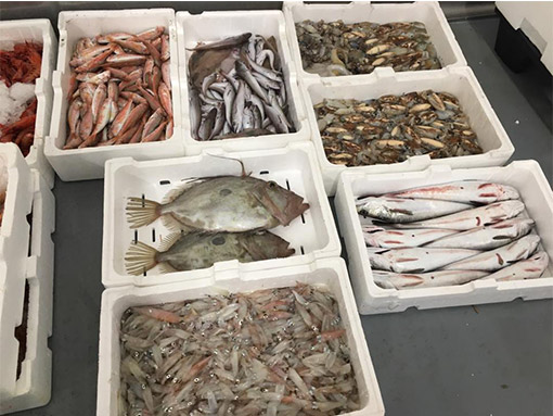 pescheria casal palocco