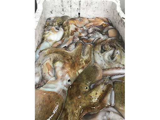 pescheria casal palocco