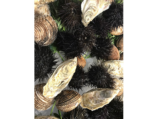pescheria casal palocco