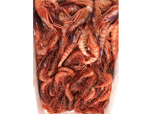 pescheria casal palocco