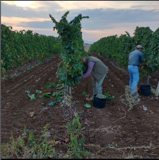 Azienda Agricola Pesoli Aiccia