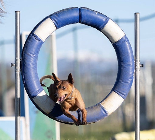 centro cinofilo Castelverde