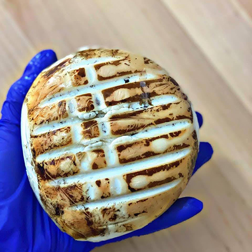 la nuvola di latte Lunghezza