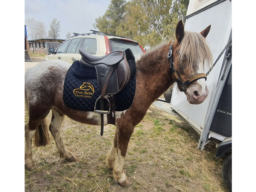 Lunghezzina Horse Academy Castelverde di Lunghezza