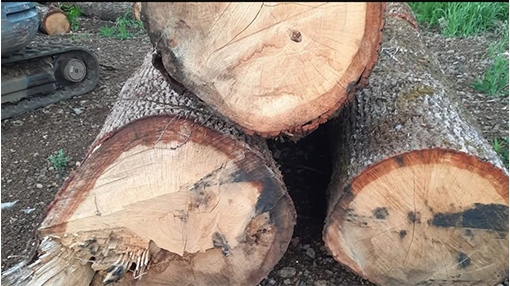 Quaresima Legnami Rocca Priora