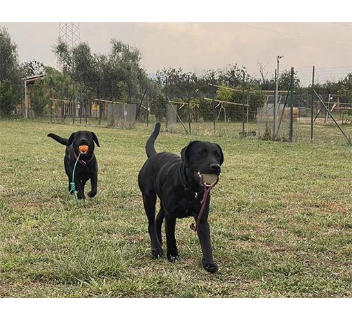 centro cinofilo Castelverde