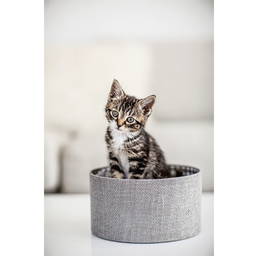 Pet World La casa di Snoopy Mentana